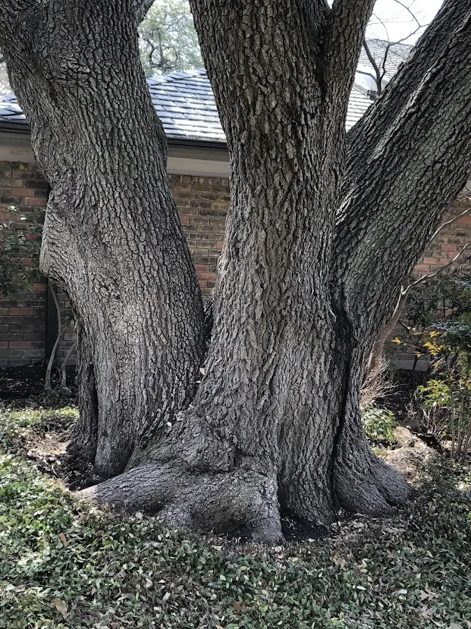 Mature heritage tree close to a Lava Hot Springs property cared for by certified arborists